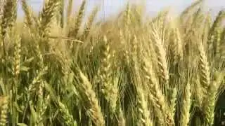 Wheat Head Scab in SRW Crop
