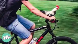 Rooster Jumps On Man's Bike And Rides For Hours | Cuddle Buddies
