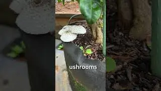 🌺Rain Garden Magic: A Thriving Urban Garden in Hawaii