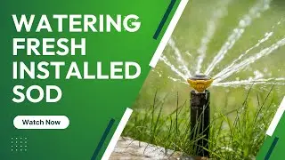 How Much Water Does Fresh Sod Need?
