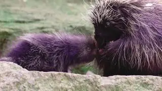 Baumstachler-Nachwuchs - Baby New World porcupine