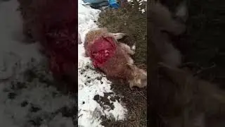Медведь напал на коров