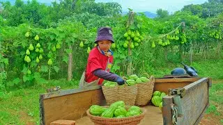 Harvest A Cart  Of Chayote To Sell At The Market – Cook With Them, Garden