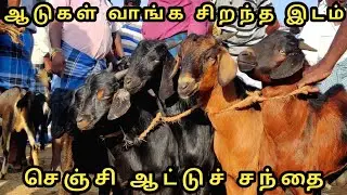 செஞ்சி ஆட்டுச்சந்தை | Gingee Goat Market | வாரச்சந்தை | Uzhavan Tv