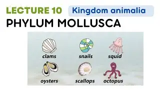 Phylum Mollusca soft bodied animals | kingdom animalia class 11th