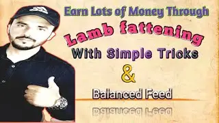 Lamb Fattening Program / Goat Fattening Program / Practical sheep farming