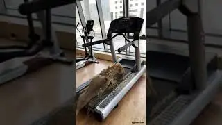 #satisfying Ooleetk by @ghost3dee is doing the #workout in #gym #snail #sounddesign #music #качалка
