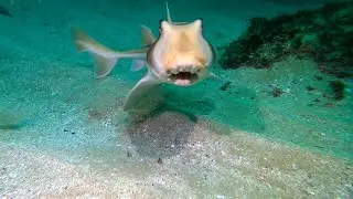 Jervis Bay, NSW - Scuba Diving 4K, Australia