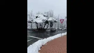 Winters in #seoul #korea #2024 #graduation #day #snowfall #snow