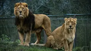 The King Defends His Queen &ndash; Kong vs. T-Rex Fight Scene | CLIP ⚡ 4K. Subscribe my YouTube channel.##
