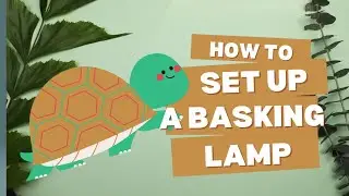 How to set up a basking lamp for your tortoise