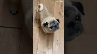 It&rsquo;s pouring outside #pug #speakpug #mypug #pugnation #pugpals #cutepug #cutedogs #cutepets #cute