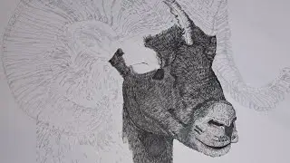 Drawing more of the Ram. Black ink drawing. Realistic artwork.