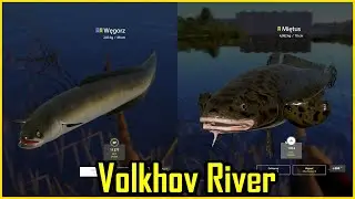 Eel aal węgorz burbot miętus Volkhov Rzeka Wołchow | Russian Fishing 4 RF4 SPOT 52