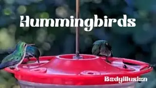 Hummingbirds