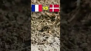 France vs Denmark ⚽🐜 Guessing Queen Ant ⚽ World Cup 2022 Qatar #shorts