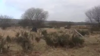 Tactical Wales airsoft