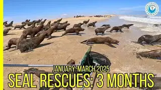 Inside 3 Months of Seal Rescues &ndash; A Look Behind the Numbers January - March 2025!