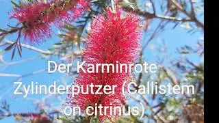 Der&nbsp;Karminrote Zylinderputzer&nbsp;(Callistemon citrinus)