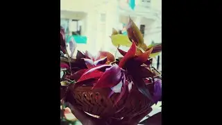 Beautiful Diy Bamboo basket | Hanging Planter | Balcony Decore