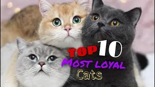 Most Loyal Cats - TOP 10 Most Loyal Cat Breed In the World!
