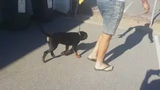 JLPP in Rottweilers 23 Jan 2017 Australia