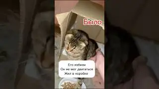 Приюту нужна ваша помощь, написала об этом в комментариях. Спасибо