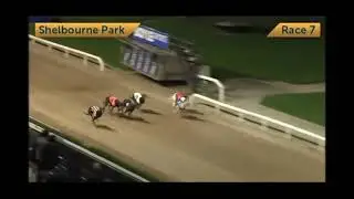 Cheap Sandwiches - 2025 BoyleSports Irish Greyhound Derby Semi Final
