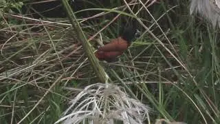 Chestnut munia/Black-headed munia