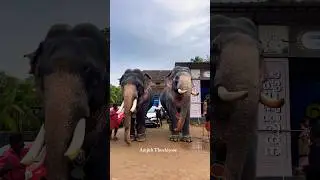 Арунима Партасарати против Раджива Неллиу в Пичи ❤️&zwj;🔥🤍#keralaelephant #elephantvideo