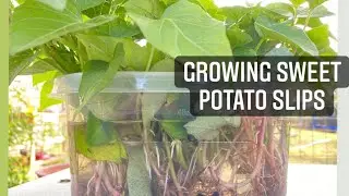 Growing Slips with grocery store sweet potatoes