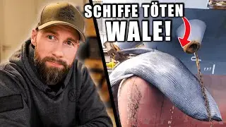 Tausende Wale sterben jährlich! - Der Schiffsverkehr und seine Folgen... | Robert Marc Lehmann