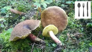 Podgrzybek złotawy&nbsp;(Xerocomellus chrysenteron) Sowina