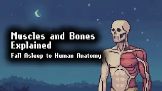 Basics of Human Muscles |  3 Hour Science Lecture
