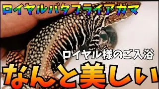 ロイヤルバタフライアガマ様のバスタイムでございます。