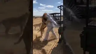 Human Porcupine vs Pride of Lions | Spiked Armor Survival Test in the Savanna