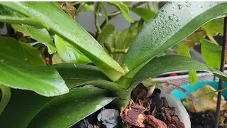 Como trasplantar las begonias 