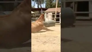 Пора просыпаться🌞| #shorts #viral #trending #sports #pets #horse #amazing #music #eguestrian