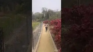 Butterfly park 🎡🦋 #trending #viral #lucknow #zoo #lucknowzoo #shorts #youtubeshorts #explore #park