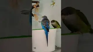 Bird party at the BIRD fountain