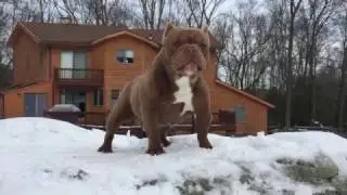 Shorty Bulls / Sinister
