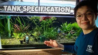 ОБНОВЛЕНИЕ АКВАРИУМА CRYPT GARDEN &mdash; обновление за 6 месяцев