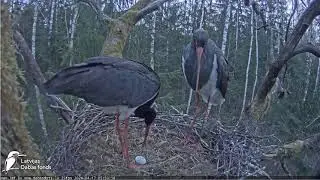 Orgres, LV 2024_04_17 The first egg from Urga and Ogris