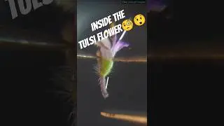 Perfect Lamiaceae Example | Tulsi Flower Dissection | Ocimum tenuiflorum