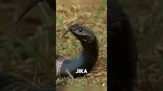 Cobra Palsu Yang Punya Banyak Bakat, Rinkhals #snake #cobra #faktaunik #faktamenarik