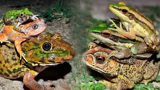 Three funny frog | catch funny frog memes | frog jumping on people hahhaha😄 🤣