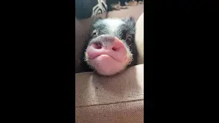 Why do pigs make the best cuddle buddies? 🐷❤️