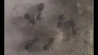 Lasius emarginatus #12 : Premiers cocons de l'année et une 