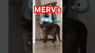 CAT SAYS OWL!!!! #bagagwa #mervthecat #catsofyoutube #superman #kittens #talkingcat