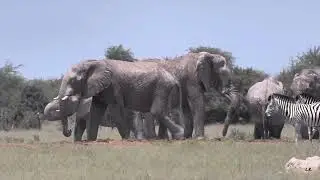 On Safari.    Game driving 5. Giants. Nxai Pan. Botswana.